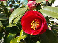 사무실앞 동백꽃~~~