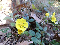 달산봉에 있는 야생화~