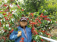우리마을 물앵두 와 화엄사..
