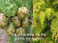 사이프러스