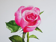 최병화수채화/ 장미