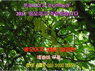 2018 햇오미자 문경오미자..