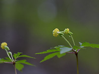 회리바람꽃
