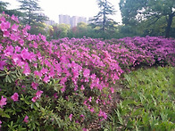 양풍생태원 꽃사진