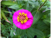 백일홍 [Zinnia elega..