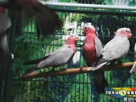 갈라코카투앵무