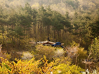 봄의 향연