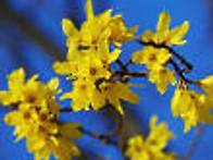 벌써 봄 이 기다려 지네요..