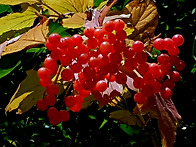 朱玉 겨울 백당나무 붉은 ..