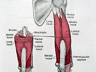 [Triceps Bra..