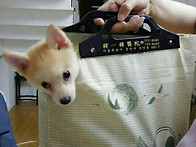 폼스키(소마)