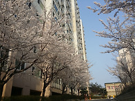2015년 단지 벗꽃