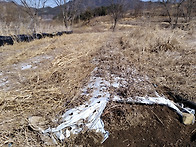 으뜸도라지 1년생 종근을 ..