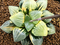 코렉타금