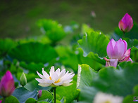 경주 연꽃