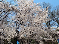 경기도청벛꽃