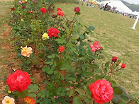 행복은 무통장으로 입급시..