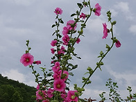 산책길에 만난 귀한 별들