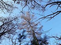 확연히 드러나다....