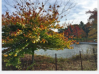 KISSENA PARK 11/ 4