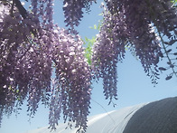 등나무꽃이 활짝 핀 대환네..