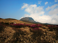 한라산 진달래