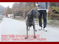 케인코르소[보라]