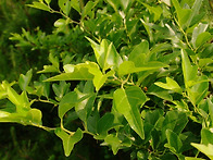 구지뽕잎차 만들기~~~