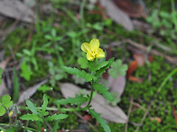 2018년 제주도 원..