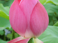 양평 세미원 연꽃
