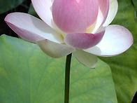 연꽃 판매 합니다.