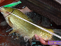 영월 대물 토종 붕어
