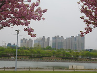 예쁜 왕벚꽃과 28블럭