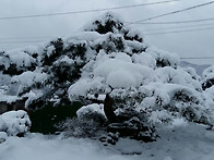 2015-12-03 생극에 눈이 ..