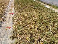 [참외] 흰가루균,노균병등..