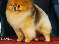 제가 사랑하는 섹시 입니다..