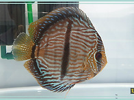 2019한국관상어 산업박람회..