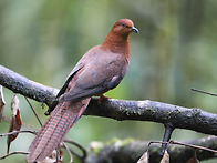 Black-billed Cucko..