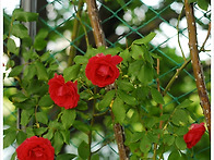 동천에서 나는???