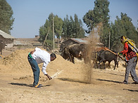 추수