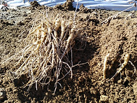 으뜸도라지 1년생 종근을 ..