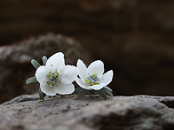 변산 바람꽃