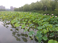 기양호暨阳湖 연꽃