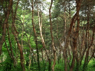 선릉의 소나무 숲