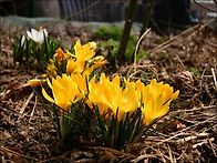 크로커스 (Crocus spp.)