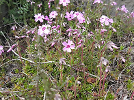 제주시 연북로에 있는 꽃잔..