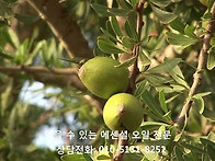 아르간 오일