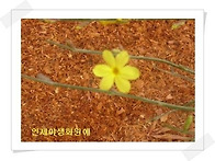 우리 야생화 농장에서 올해..