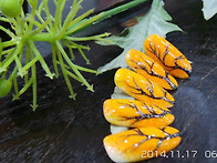 오렌지컬러 네일