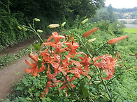 시골에~